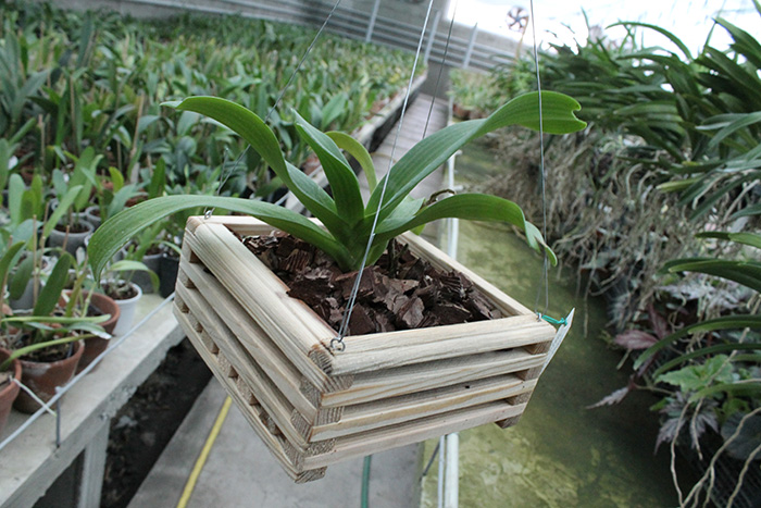 Rhynchostylis gigantea 'Orange Star'.jpg