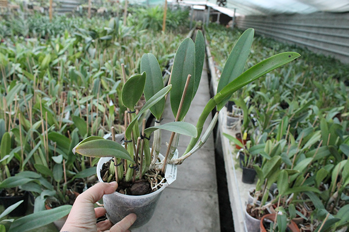 Cattleya lueddemanniana (Morena x OK-2) 'N 1' x lueddemanniana dark lip splash.jpg