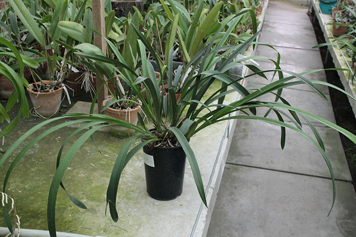 Cymbidium cascade 'Sakura'.jpg