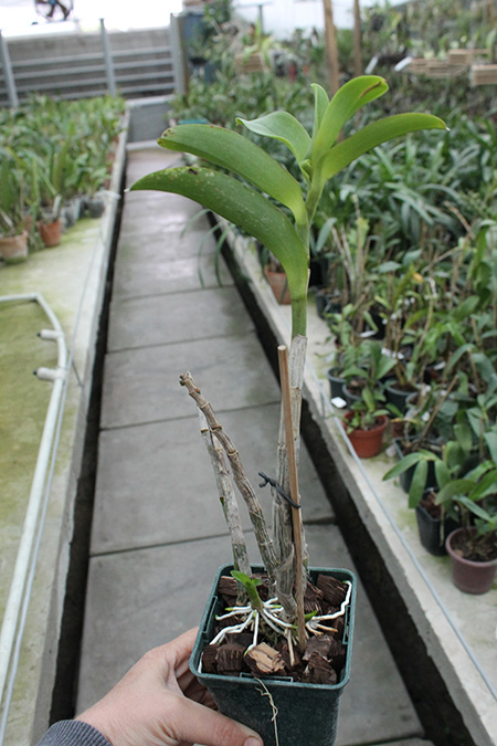 Dendrobium strebroceras.jpg