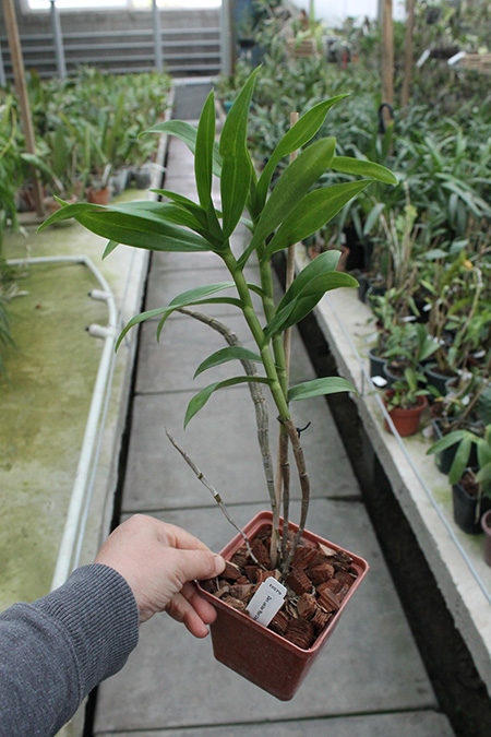 Dendrobium usitae 'Red Coral'.jpg