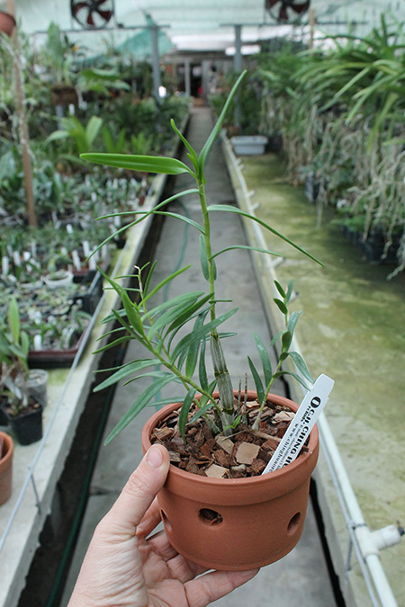 Dendrobium faciferum.jpg