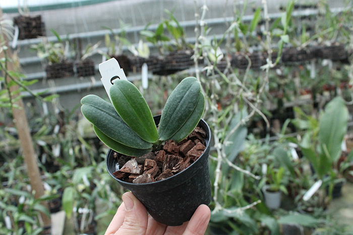 Aerangis fastuosa.jpg