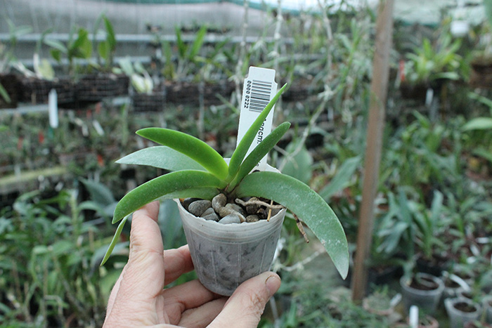 Angraecum leonis.jpg
