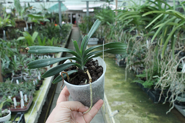 Vanda flabellata.jpg