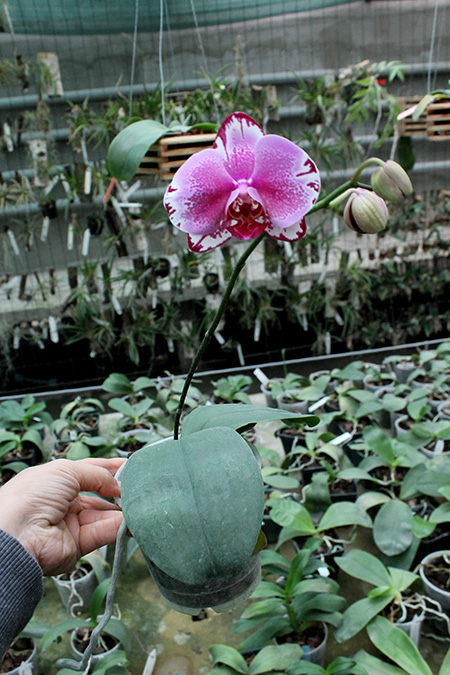 Phalaenopsis I-Lan Cat.jpg