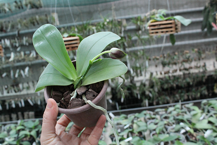 Phalaenopsis (Nobby's Green Eagle x DTE) x (violacea x Su-An Super Star).jpg