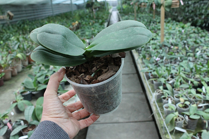 Phalaenopsis I-Hsin 'Spot Eagle'.jpg