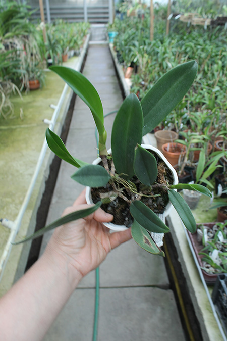 Bulbophyllum Elizabeth Ann Buckleberry.jpg