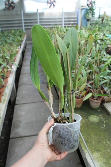 Brassolaeliocattleya Toshie Aoki 'Pizazz Subv OC'.jpg