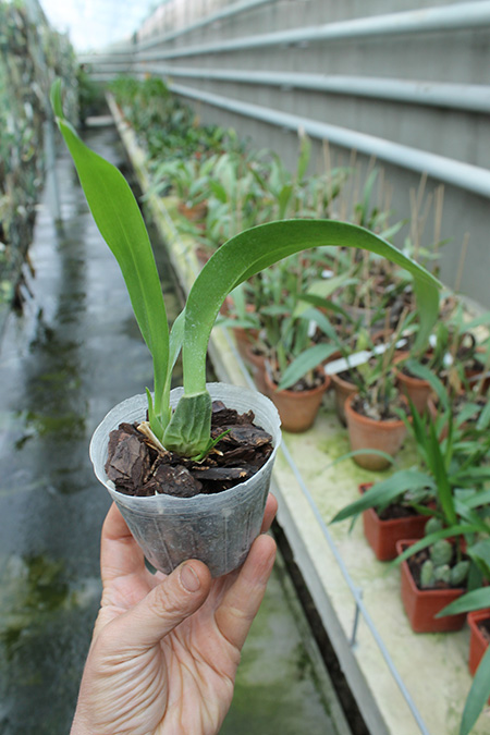 cutlauzina pendulum.jpg