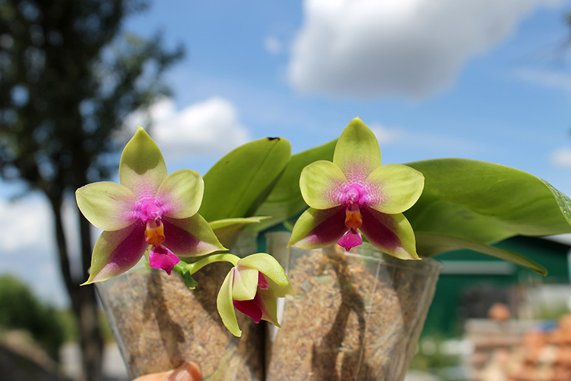 Phalaenopsis Mituo Prince x bellina.jpg