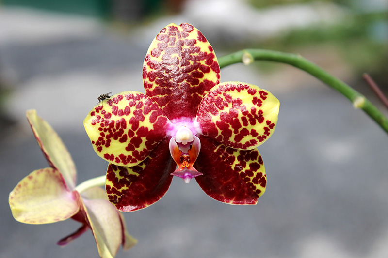 Phalaenopsis Chang Jo (Chang Jhih Rose x Jong's Gigan Cherry).jpg