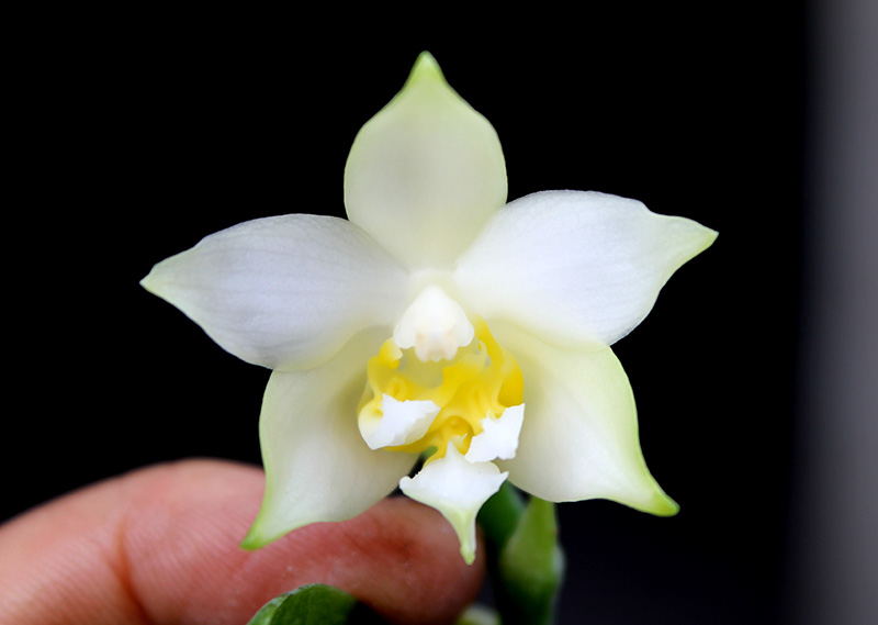 Phalaenopsis violacea alba three lip.jpg