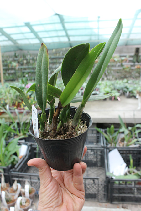 Potinara Love Tapestry 'Popular Song'.jpg