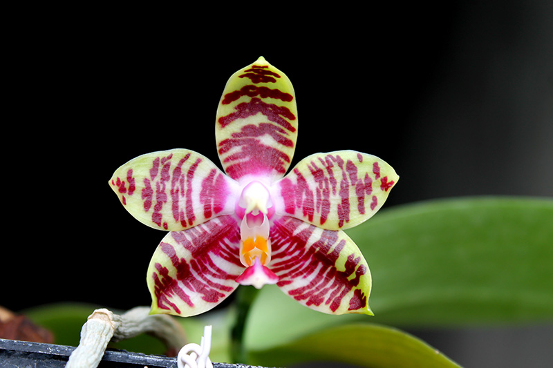 Phalaenopsis Ambotrana x Kung's Red Cherry.jpg