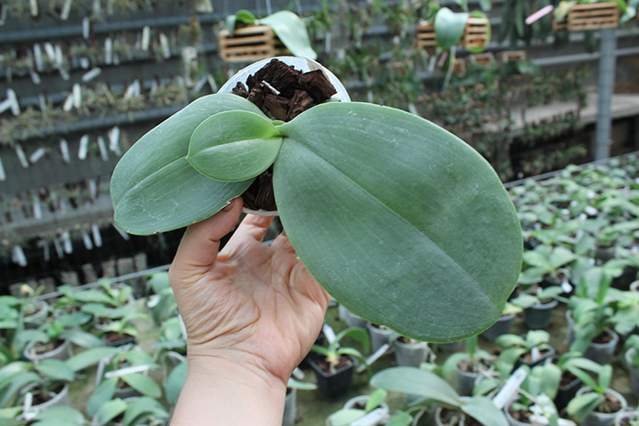 Phalaenopsis gigantea x Chang Yi 'Green Giant'.jpg