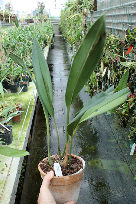 Maxillaria calantha.jpg