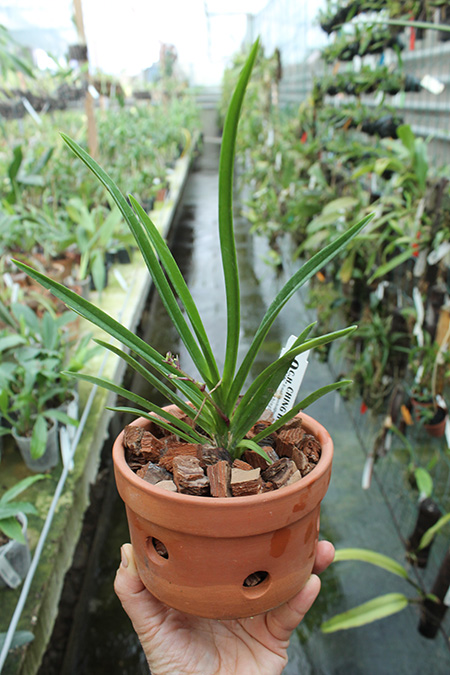 Neostylis Baby Angel.jpg
