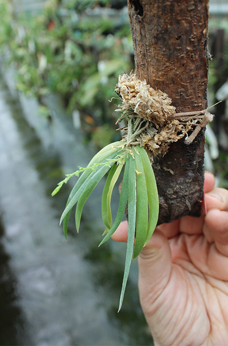 Ornithocephalus gladiatus.jpg