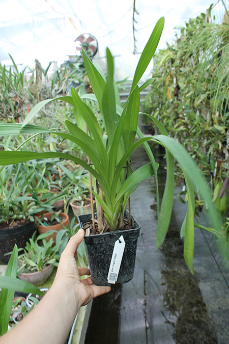 Cymbidium 'Vogel's Magic'.jpg