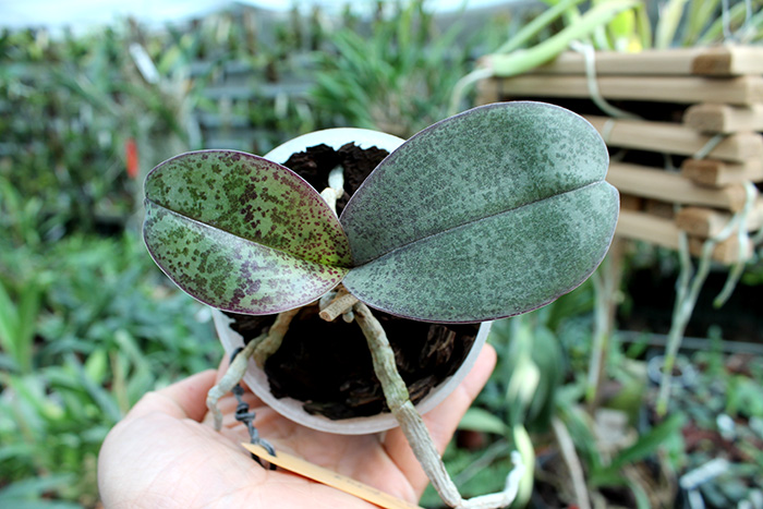 Phalaenopsis schilleriana x Ld's Bear King.jpg