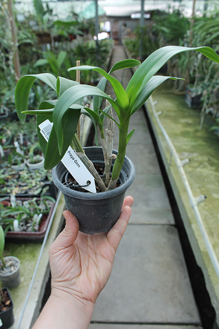 Dendrobium Chao Praya Gem.jpg