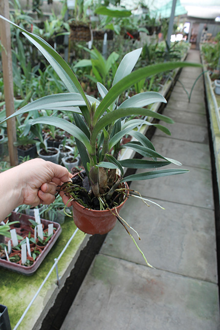 Epidendrum floribundum.jpg