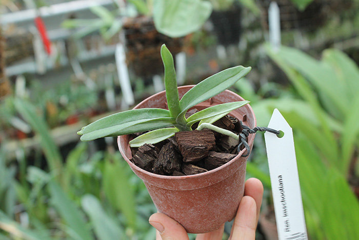 Renanthera imschootiana.jpg