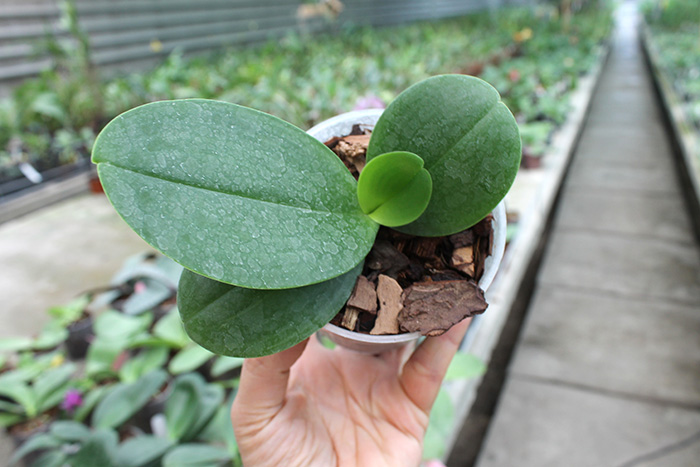Phalaenopsis Ching Her Buddha x Mituo Sun.jpg