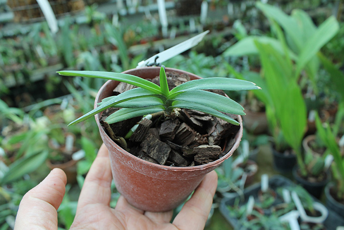 Christensonia vietnamica.jpg