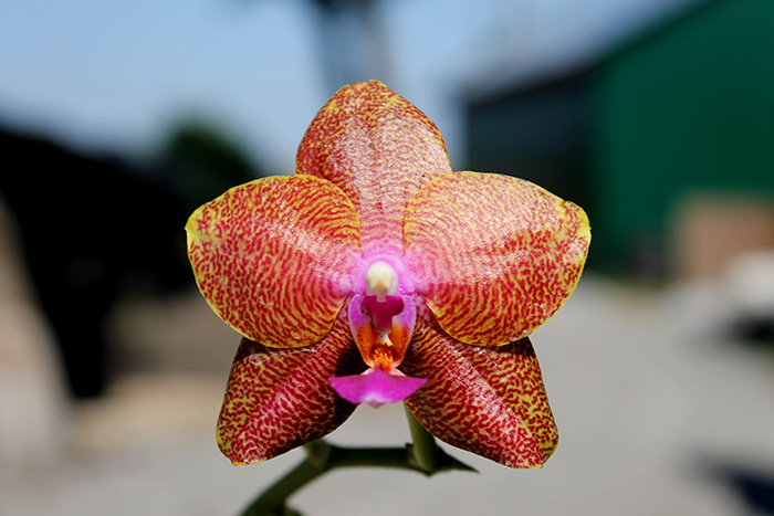Phalaenopsis Mituo King.jpg