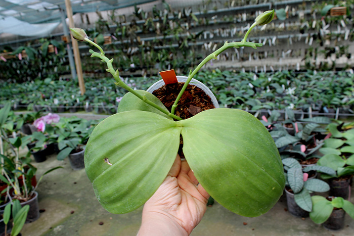 Phalaenopsis Mituo King Bellina.jpg