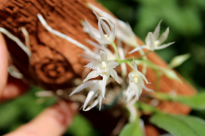 Warmingia eugenii.jpg