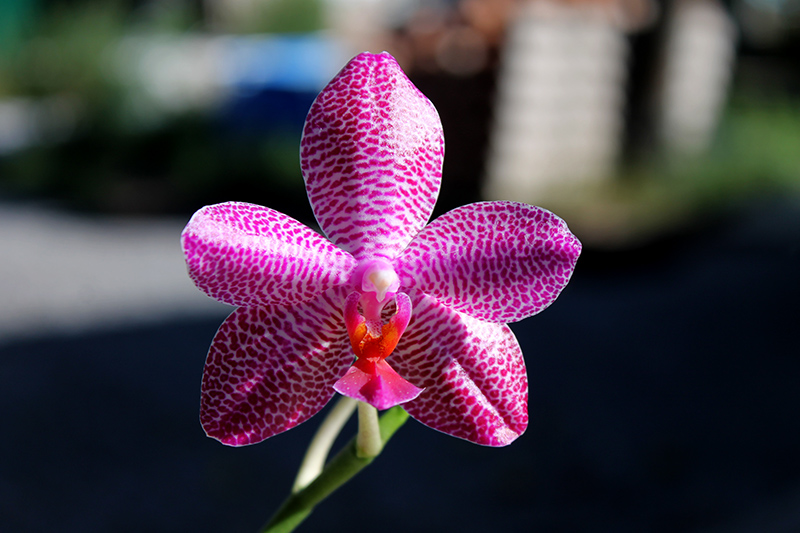 Phalaenopsis (Mituo Sun x Ching Her Buddha) x Mituo Sun.jpg