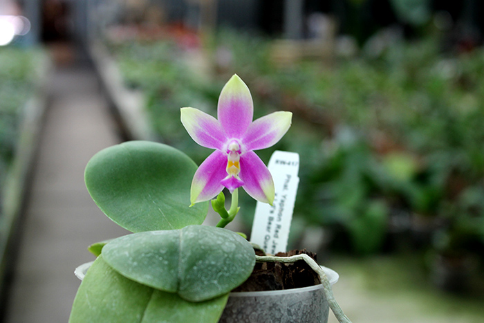 Phalaenopsis Yaphon Red Jewel x Ld's Bear Queen.jpg
