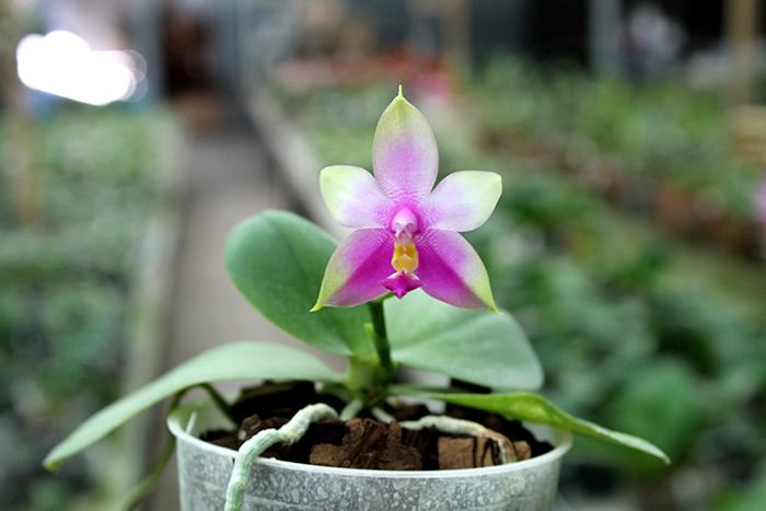 Phalaenopsis Yaphon Red Jewel x Ld's Bear Queen.jpg