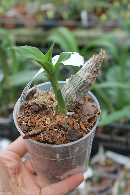 Catasetum Dragon's Teeth x pileatum.jpg