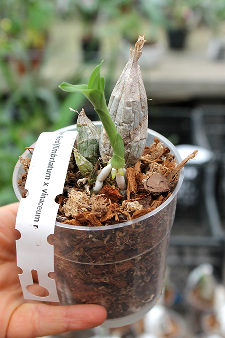 Catasetum Master Red (fimbriatum x vinaceum red).jpg