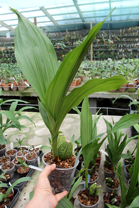 Lycaste Arashiyama (macrobulbon x Shoalhaven 'Kobe').jpg
