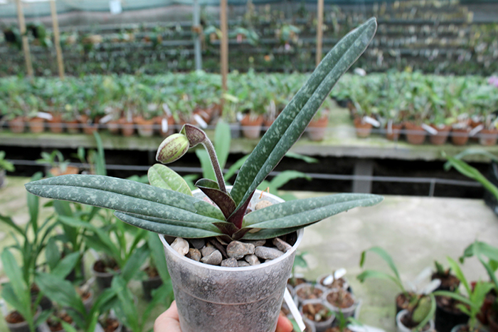 Paphiopedilum leucochilum x Sunshine Glory x concolor.jpg