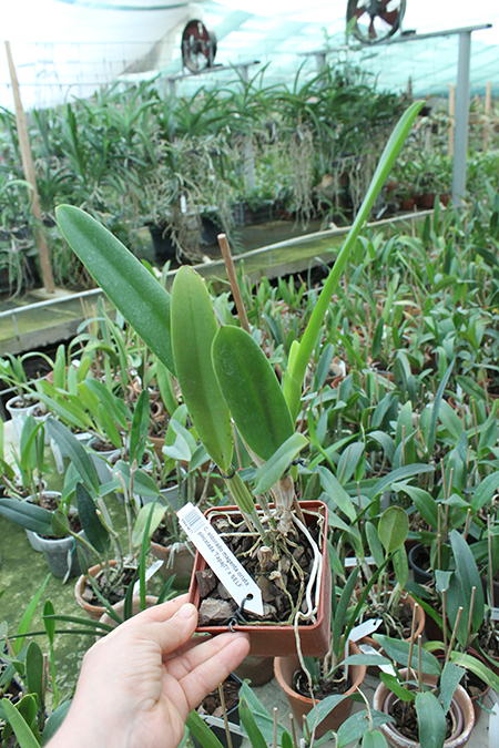 Cattleya eldorado magenta orlata pincelada 'Tapajo' x SELF.jpg