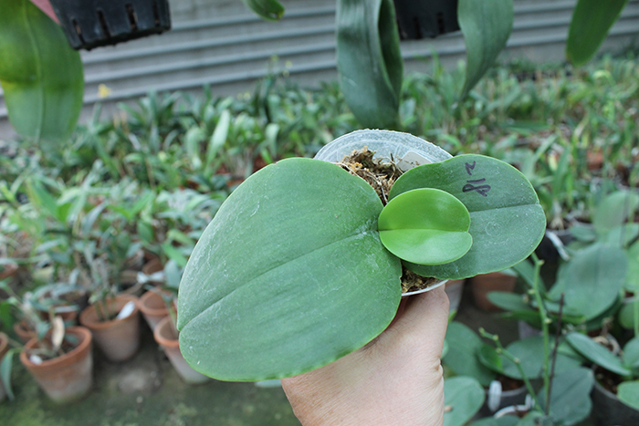 Phalaenopsis Yuda Red Blood x Chingruey's Fancy.jpg