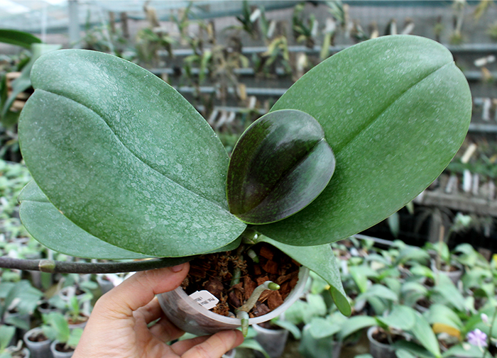 Phalaenopsis (Mituo Sun x Ching Her Buddha) x Mituo Sun.jpg