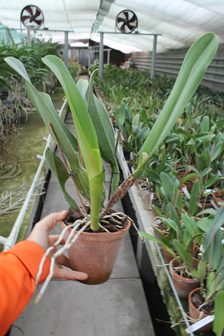 Brassolaeliocattleya Burdekin Wonder 'Lake Land'.jpg