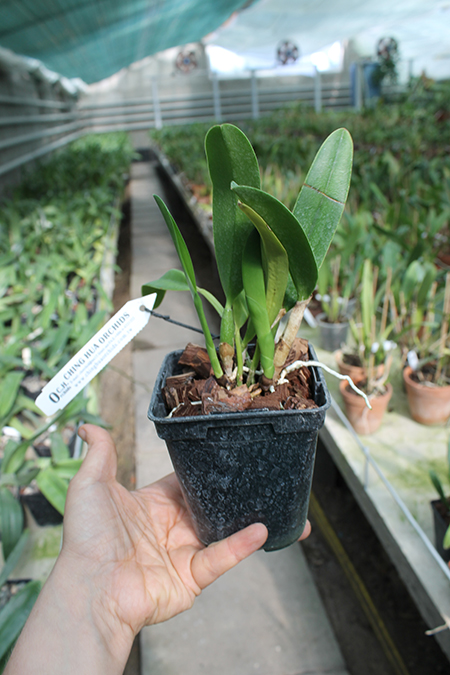 Sophrolaeliocattleya Hawaiian Splash 'Lea' (Payche x Mishima Star).jpg