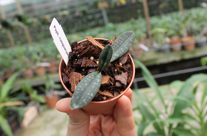 Paphiopedilum rungsuriyanum.jpg