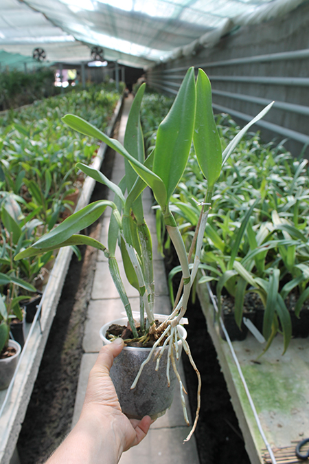 Cattleya Pink Jaguar x Brassavola digbyana.jpg