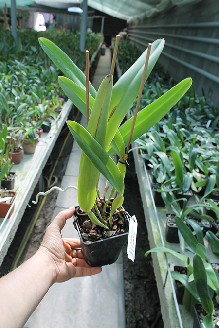 Laelia tenebrosa vinicolor x Laelia tenebrosa 'Richard'.jpg