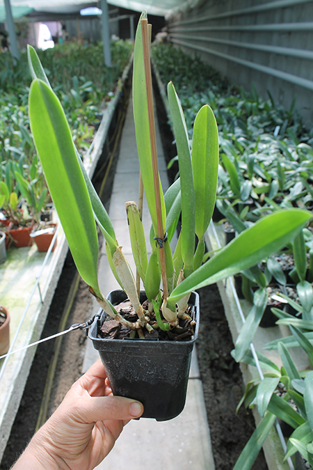 Laelia lobata var alba plena.jpg